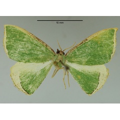 /filer/webapps/moths/media/images/S/secunda_Chlorodrepana_HT_Karisch.jpg