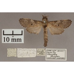 /filer/webapps/moths/media/images/S/steniptera_Aethalopteryx_HT_OUMNHa.jpg