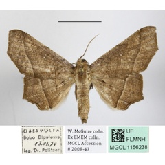 /filer/webapps/moths/media/images/S/simplex_Libystica_A_MGCLa_01.jpg