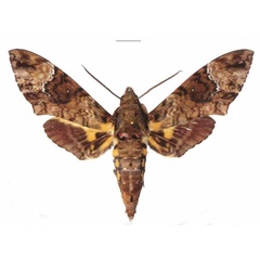 /filer/webapps/moths/media/images/F/fulvinotata_Coelonia_AM_EMEM.jpg