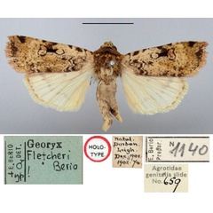 /filer/webapps/moths/media/images/F/fletcheri_Georyx_HT_BMNH.jpg