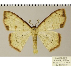 /filer/webapps/moths/media/images/H/haemaleata_Scopula_AM_ZSMa.jpg