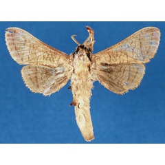 /filer/webapps/moths/media/images/L/lindacammae_Haberlandia_PTM_ZMA_xnJgj4A.jpg