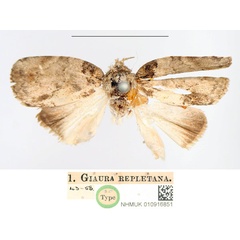 /filer/webapps/moths/media/images/R/repletana_Giaura_HT_NHMUK.jpg