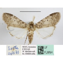 /filer/webapps/moths/media/images/D/dasychira_Phycitimorpha_A_MGCLa_01.JPG