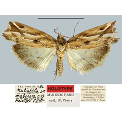 /filer/webapps/moths/media/images/M/mabenora_Maliattha_HT_MNHN.jpg
