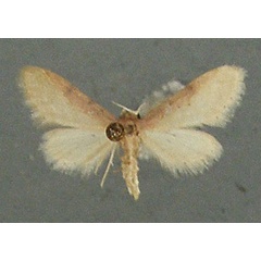 /filer/webapps/moths/media/images/U/umbricosta_Idaea_AM_TMSA.jpg