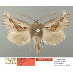 /filer/webapps/moths/media/images/A/albilinea_Drepanogynis_HT_TMSA_VcCNdDR.jpg