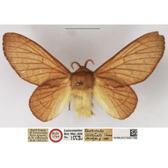 /filer/webapps/moths/media/images/C/cardinalli_Opisthodontia_HT_NHMUK.jpg