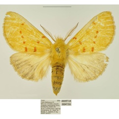 /filer/webapps/moths/media/images/M/magnipuncta_Antheua_PTF_ANHRT.jpg