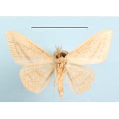 /filer/webapps/moths/media/images/A/acuta_Traminda_MGCLb_01.JPG