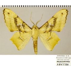 /filer/webapps/moths/media/images/D/dentataria_Coenina_AM_ZSMa.jpg