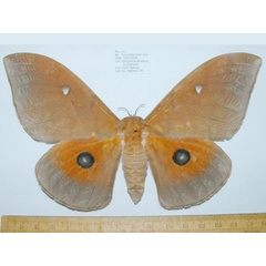 /filer/webapps/moths/media/images/I/irius_Pseudobunaea_AF_Mateke.jpg