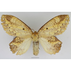 /filer/webapps/moths/media/images/S/spargata_Philotherma_AF_Basquin.jpg