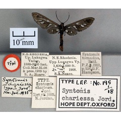 /filer/webapps/moths/media/images/C/chariessa_Syntomis_HT_OUMNH_02.jpg