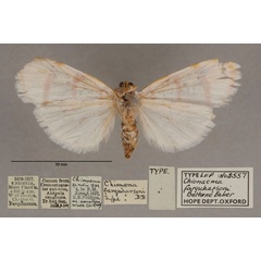 /filer/webapps/moths/media/images/F/farquharsoni_Chionaema_HT_OUMNH_02.jpg