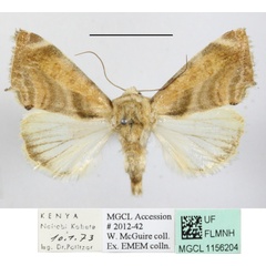 /filer/webapps/moths/media/images/V/versicolorata_Acontia_A_MGCLa_01.JPG