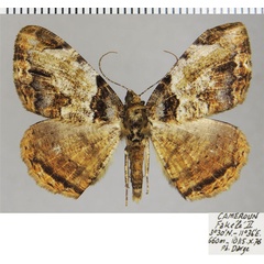 /filer/webapps/moths/media/images/N/nebulata_Xylopteryx_AM_ZSMa.jpg