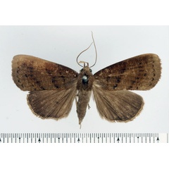 /filer/webapps/moths/media/images/A/atripuncta_Avitta_AF_BMNH.jpg