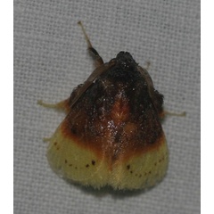 /filer/webapps/moths/media/images/P/purpuripulcra_Chrysamma_A_Jorpeland.jpg