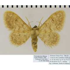 /filer/webapps/moths/media/images/E/erythra_Brachyglossina_AF_Stadie.jpg