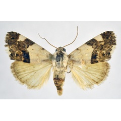 /filer/webapps/moths/media/images/A/asbenensis_Acontia_AF_NHMO.jpg