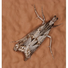 /filer/webapps/moths/media/images/B/brevivittalis_Prionapteryx_A_Roland_02.jpg
