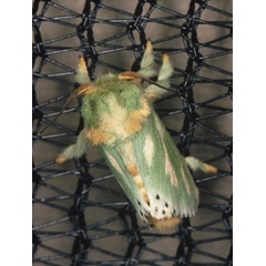 /filer/webapps/moths/media/images/A/amoena_Coenobasis_A_Roland_01.jpg