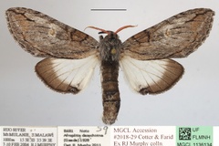 Afroplitis dasychirina