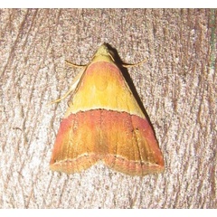 /filer/webapps/moths/media/images/A/anachoresis_Eublemma_A_Bippus.jpg