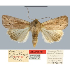 /filer/webapps/moths/media/images/A/ankaratra_Mythimna_AT_MNHN.jpg