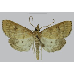 /filer/webapps/moths/media/images/D/delineatalis_Udea_AM_SDEI.jpg