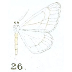 /filer/webapps/moths/media/images/P/palpifera_Scopula_HT_Prout_17-26.jpg