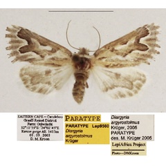 /filer/webapps/moths/media/images/A/argyrostolmus_Diargyria_PTF_TMSA_02.jpg