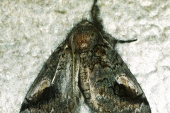 Laelia lunensis