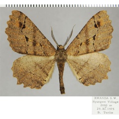 /filer/webapps/moths/media/images/C/cinnamomoneura_Colocleora_AM_ZSMa.jpg