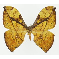 /filer/webapps/moths/media/images/A/aurata_Pselaphelia_AM_Basquin_01a.jpg