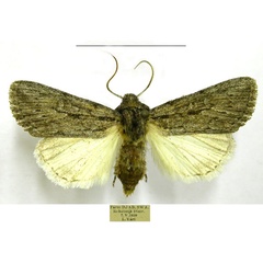 /filer/webapps/moths/media/images/H/hexistigma_Ectochela_AM_TMSA.jpg