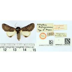 /filer/webapps/moths/media/images/D/diplogramma_Catephia_HT_BMNH.jpg