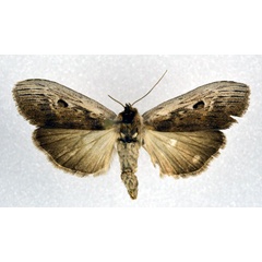 /filer/webapps/moths/media/images/D/discomma_Postscrancia_A_NHMO.jpg