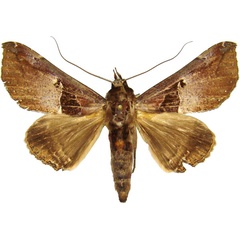 /filer/webapps/moths/media/images/P/pudens_Ogovia_AM_MCJM.jpg
