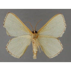 /filer/webapps/moths/media/images/O/oblongata_Perithalera_A_ZSM_02.jpg