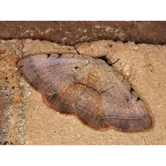 /filer/webapps/moths/media/images/C/carneotincta_Hypopyra_A_Roland_01_lE0rWwB.jpg