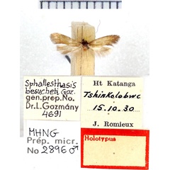 /filer/webapps/moths/media/images/B/besucheti_Sphallestasis_HT_MHNG.jpg