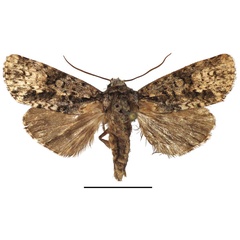 /filer/webapps/moths/media/images/P/politzari_Corniculonycta_PTM_MfN.jpg