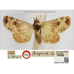 /filer/webapps/moths/media/images/A/augusta_Erastria_HT_BMNH.jpg