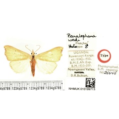 /filer/webapps/moths/media/images/W/westi_Paralephana_HT_BMNH.jpg
