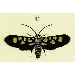 /filer/webapps/moths/media/images/H/hypparchus_Marmax_Cramer3_179_C.jpg