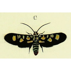 /filer/webapps/moths/media/images/H/hypparchus_Marmax_Cramer3_179_C.jpg