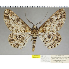 /filer/webapps/moths/media/images/O/occidens_Cleora_PTM_ZSM_01.jpg